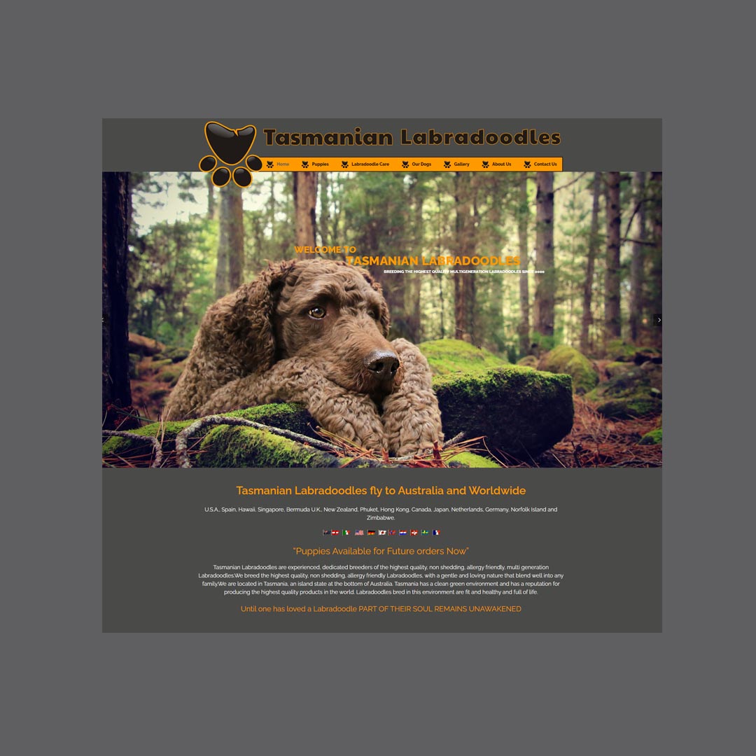 Tasmanian Labradoodles